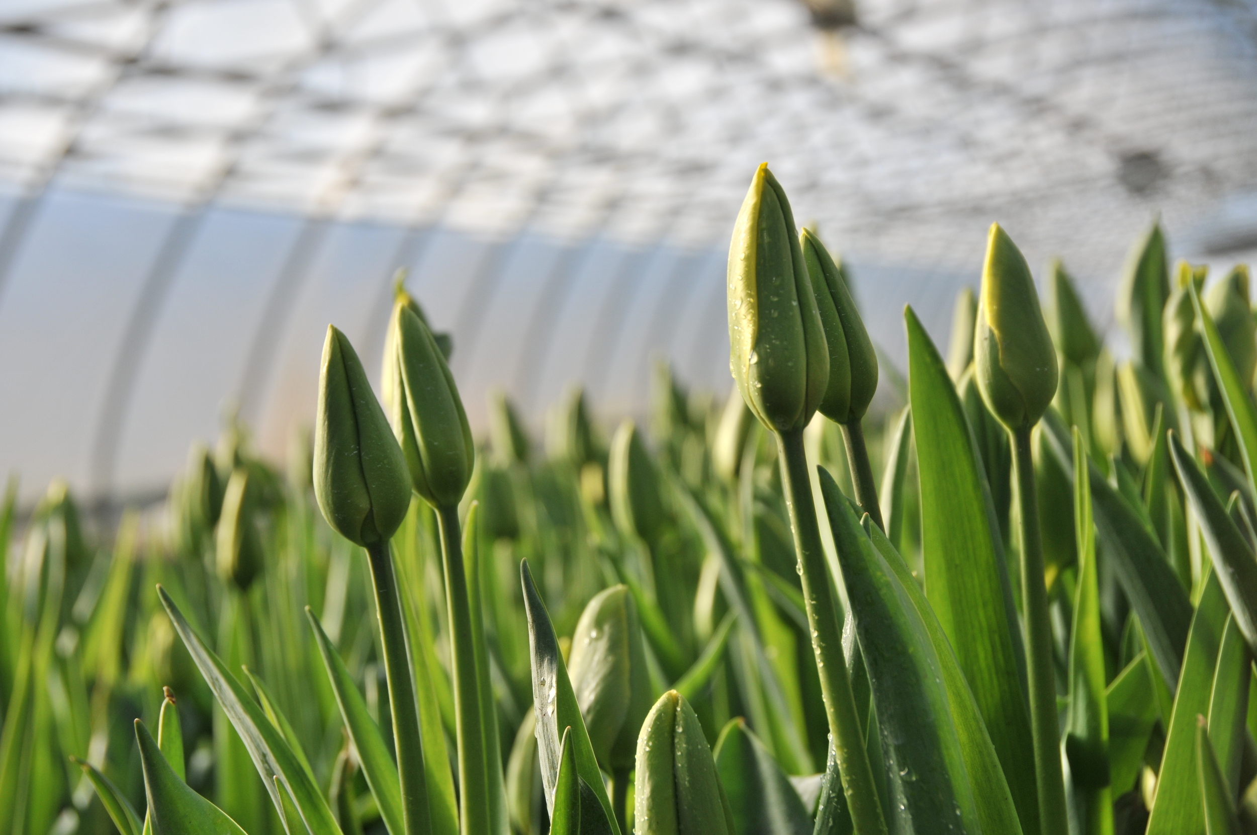  growing french tulips 