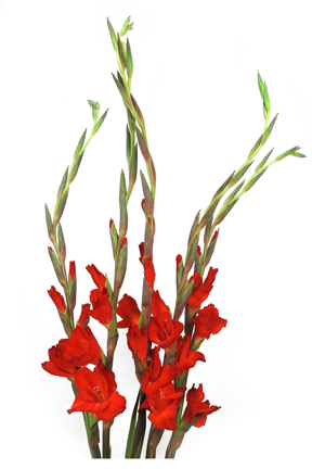  red gladiolus 