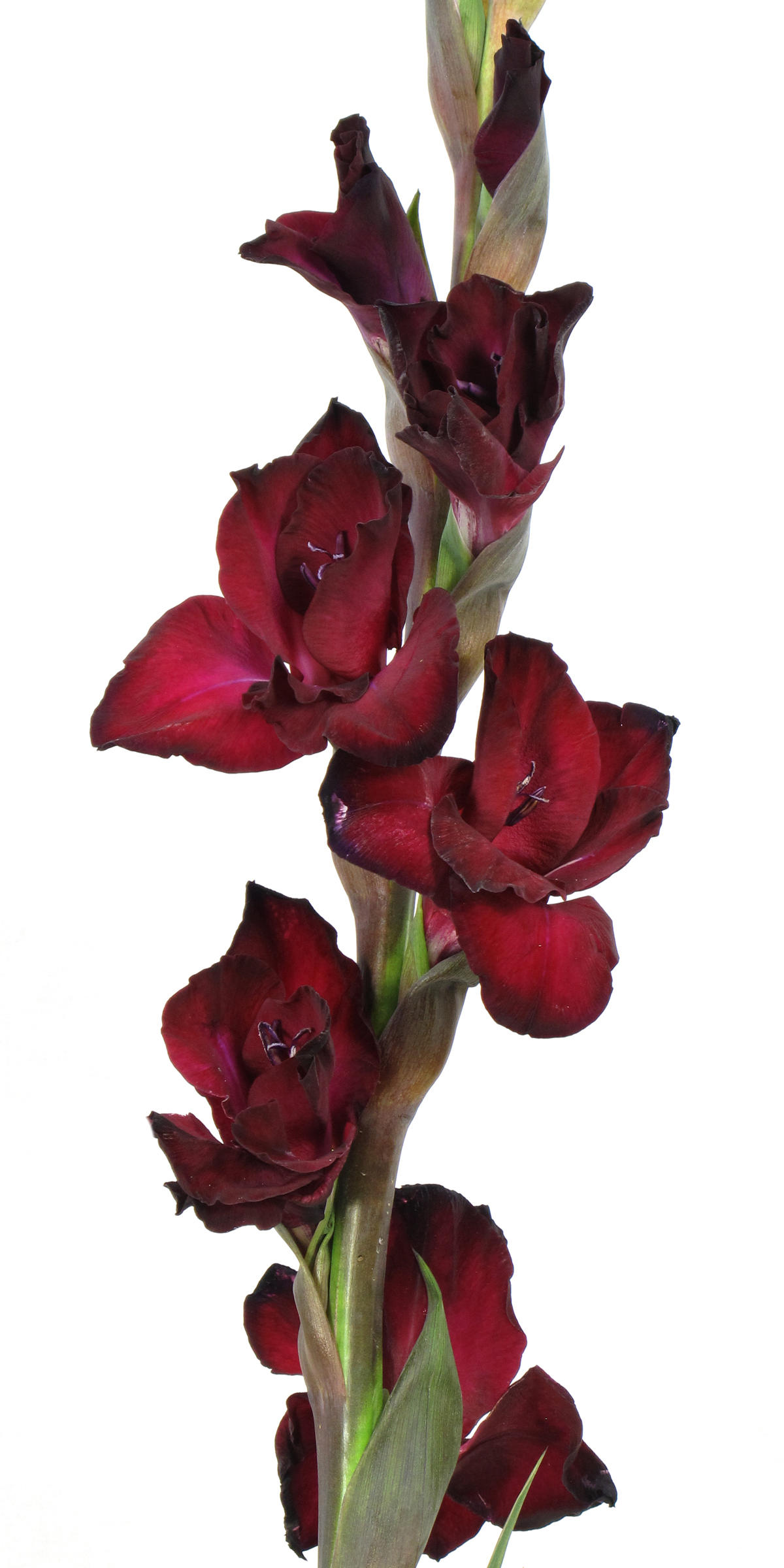  maroon gladiolus 