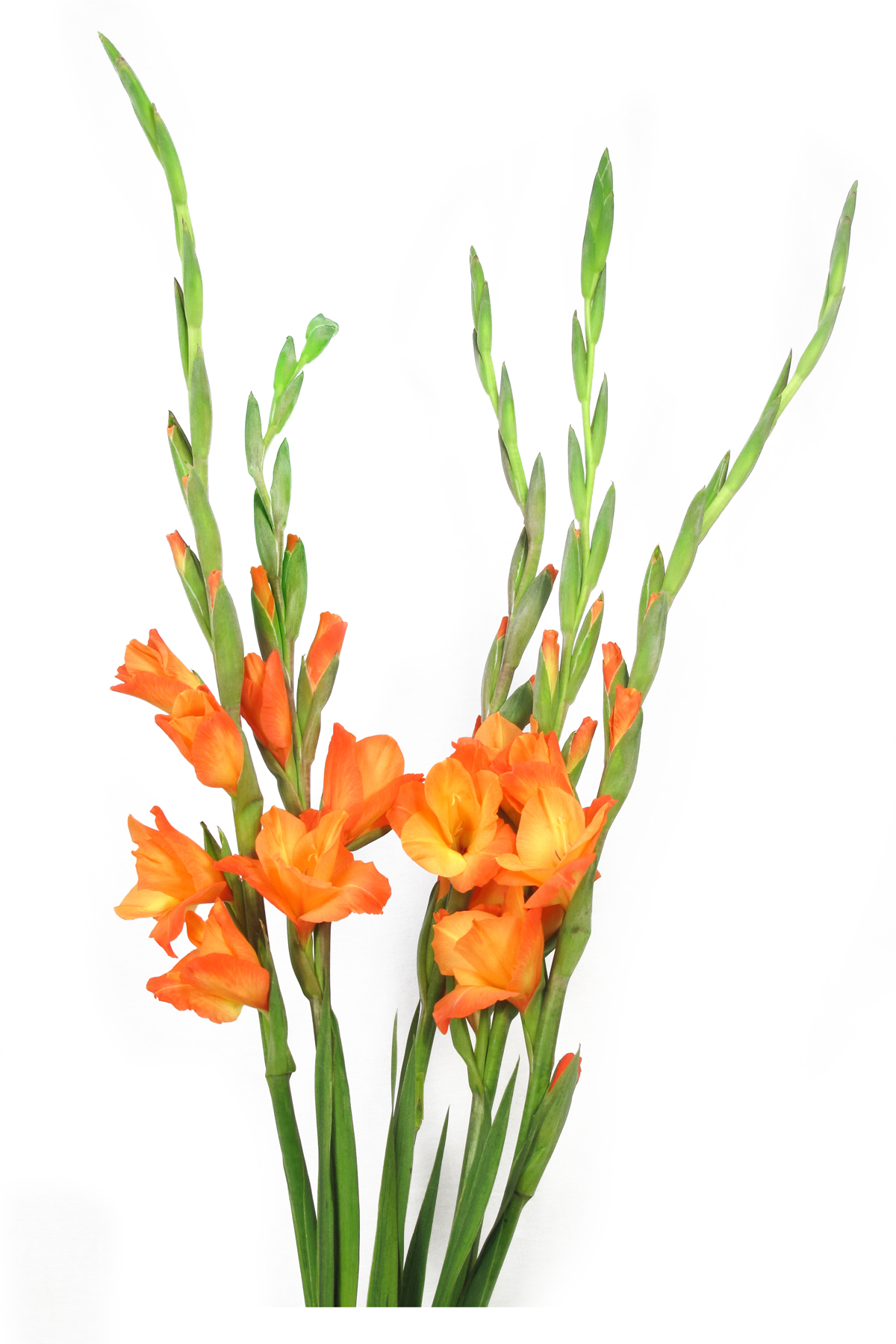  orange gladiolus 