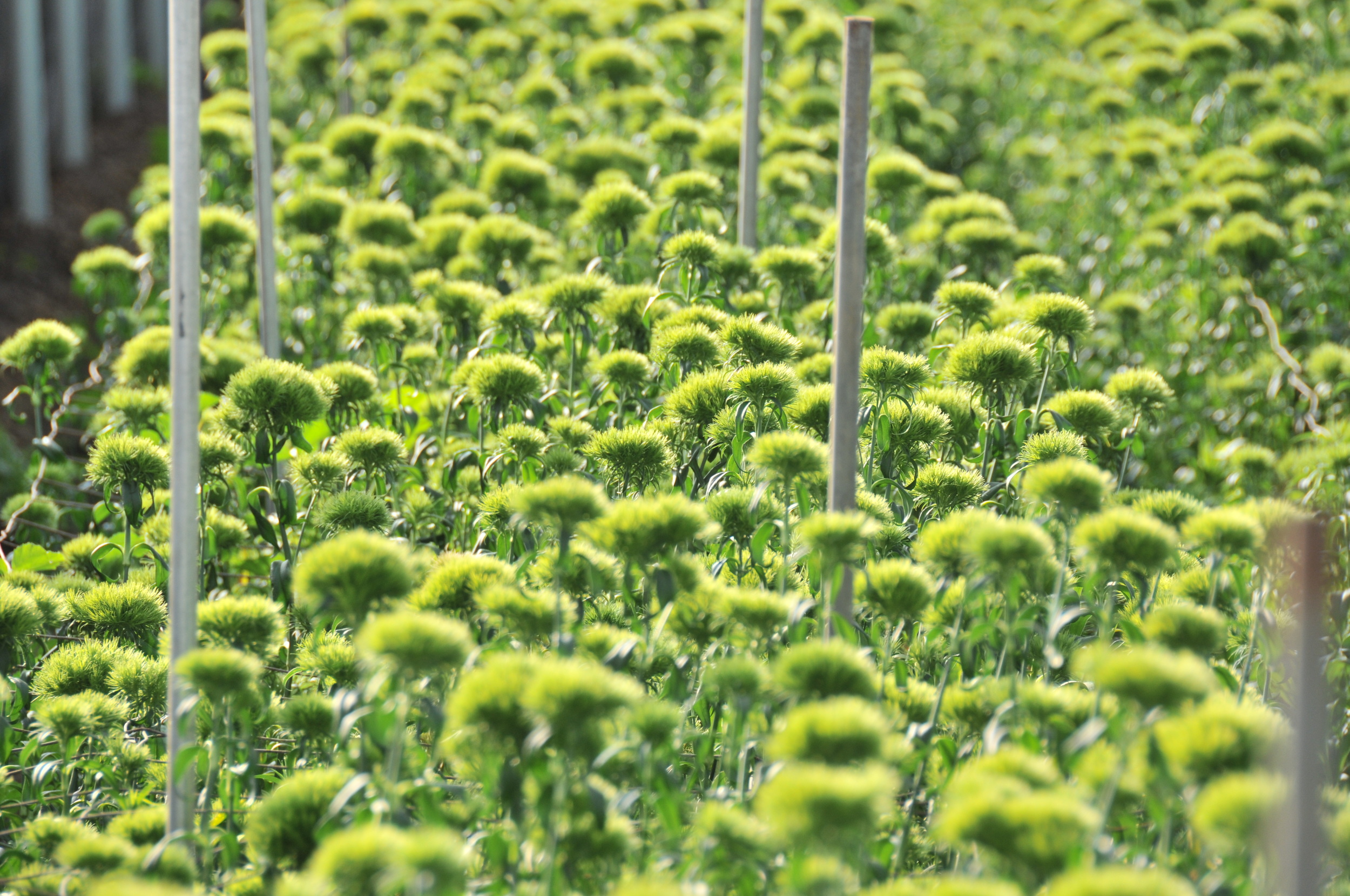  growing green ball dianthus 