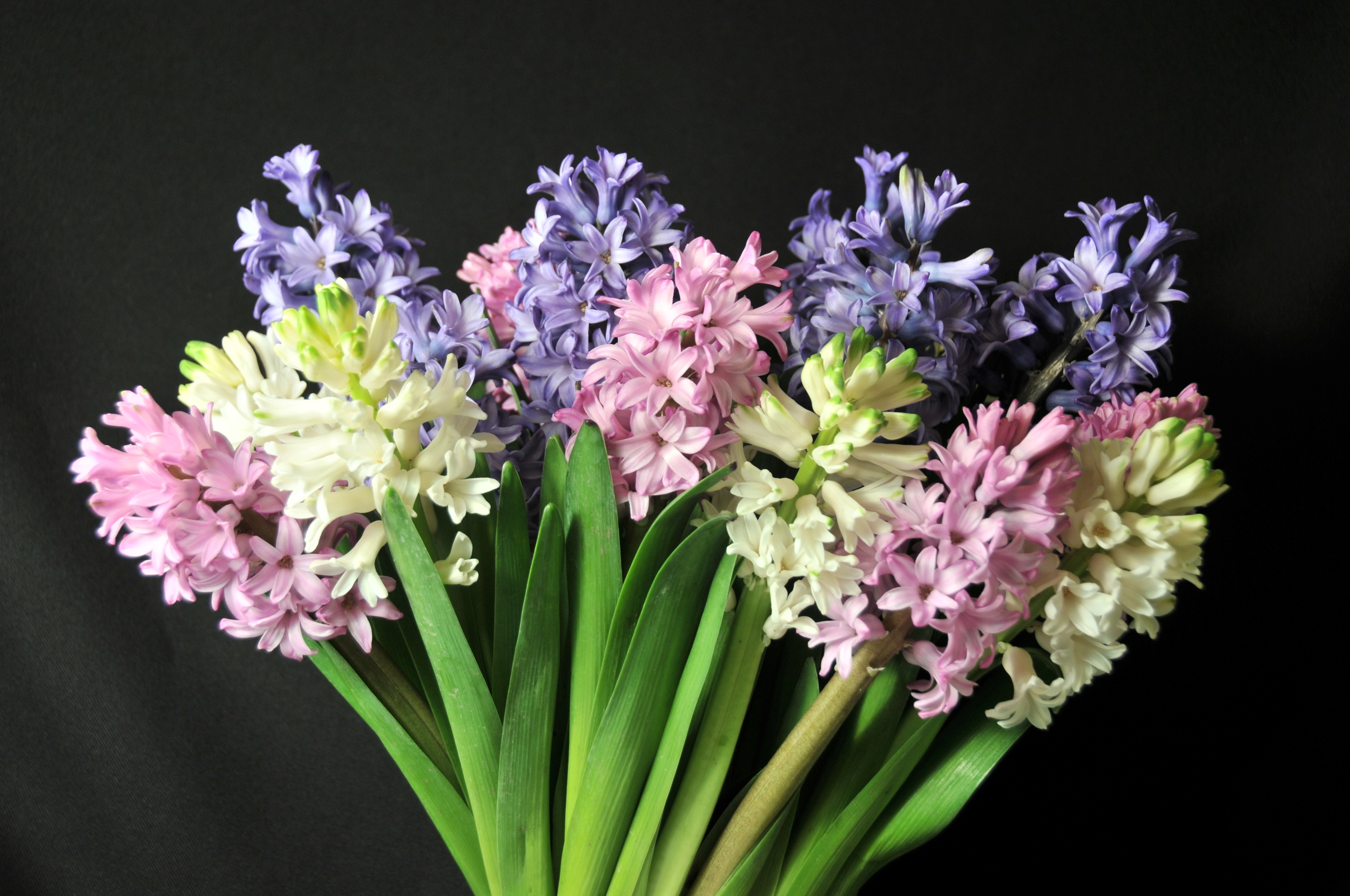  spring color hyacinth 