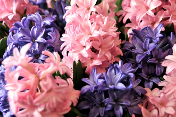 Atlantic hyacinth annmarie hyacinth