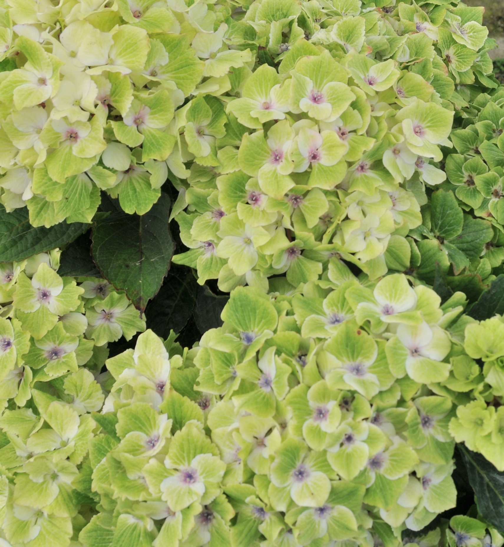  everlasting amethyst hydrangea 