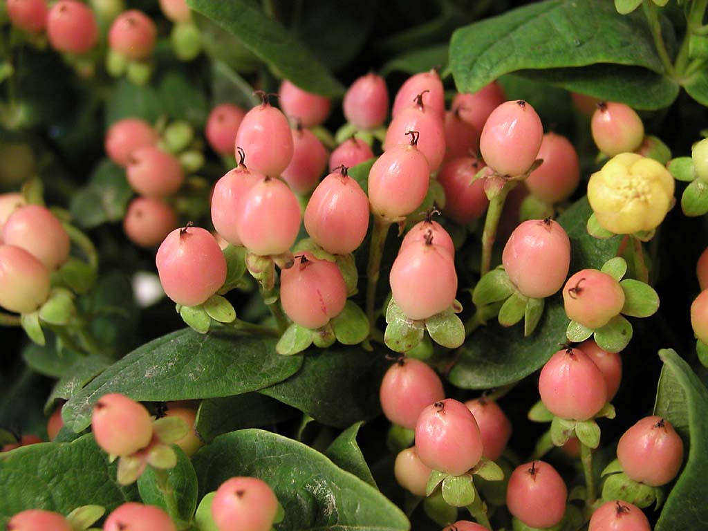  peach hypericum berries 