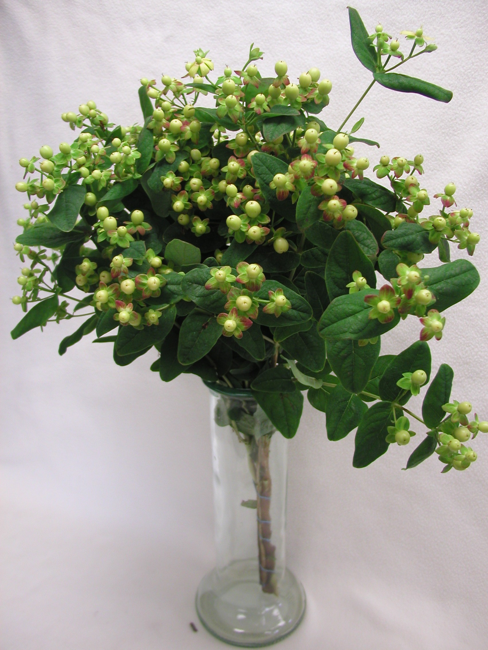  green hypericum 