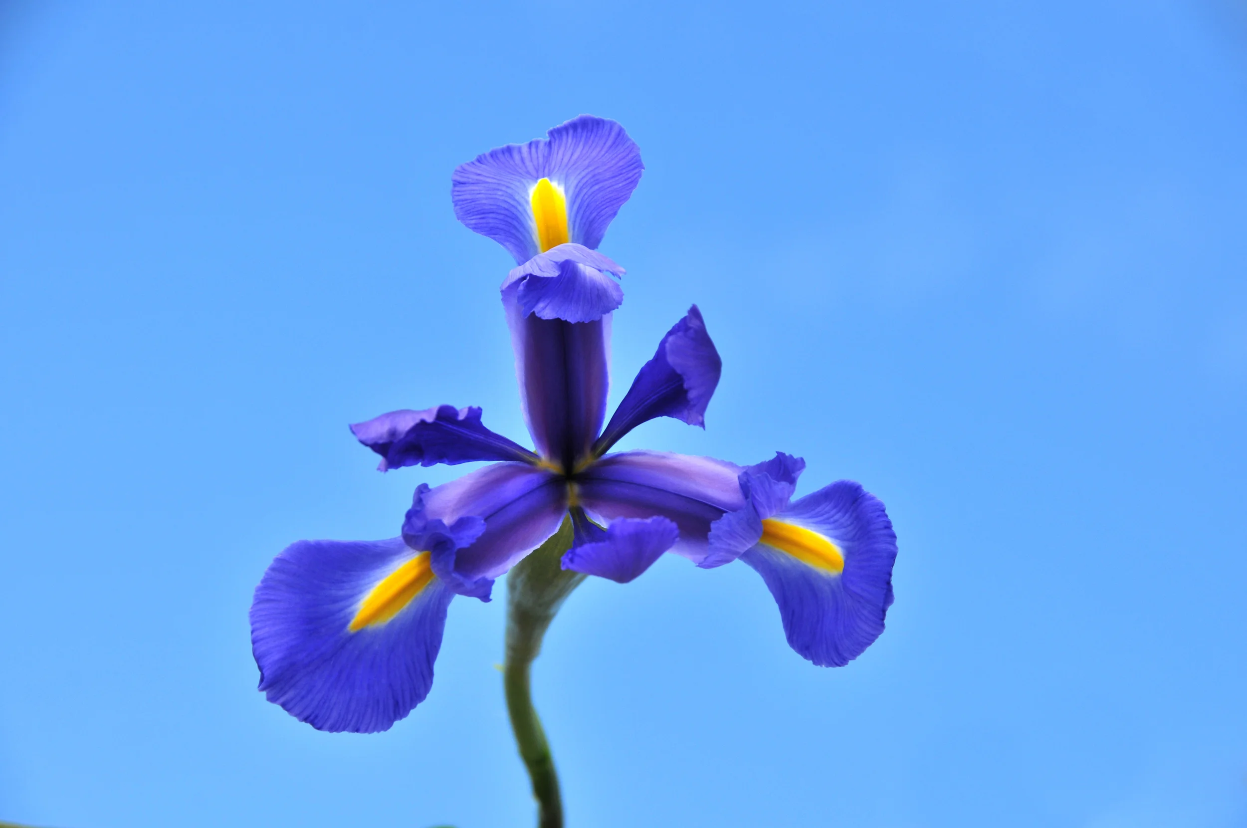 blue iris