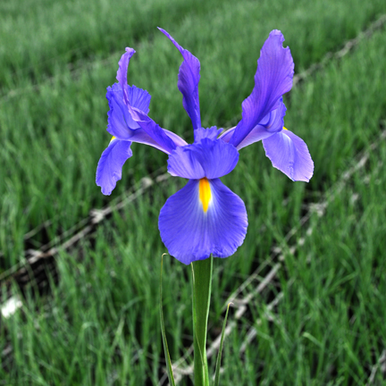  telstar iris   