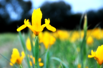  yellow iris    