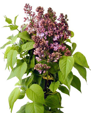  lavender lilac information bloom expert 