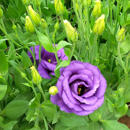 9010 purple lisianthus bloom.jpg