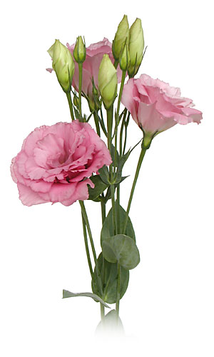 Lisianthus_Rose.jpg