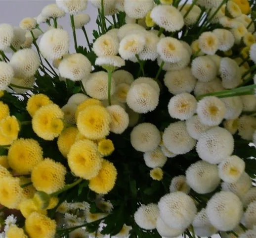 Yellow Button and White button Matricaria