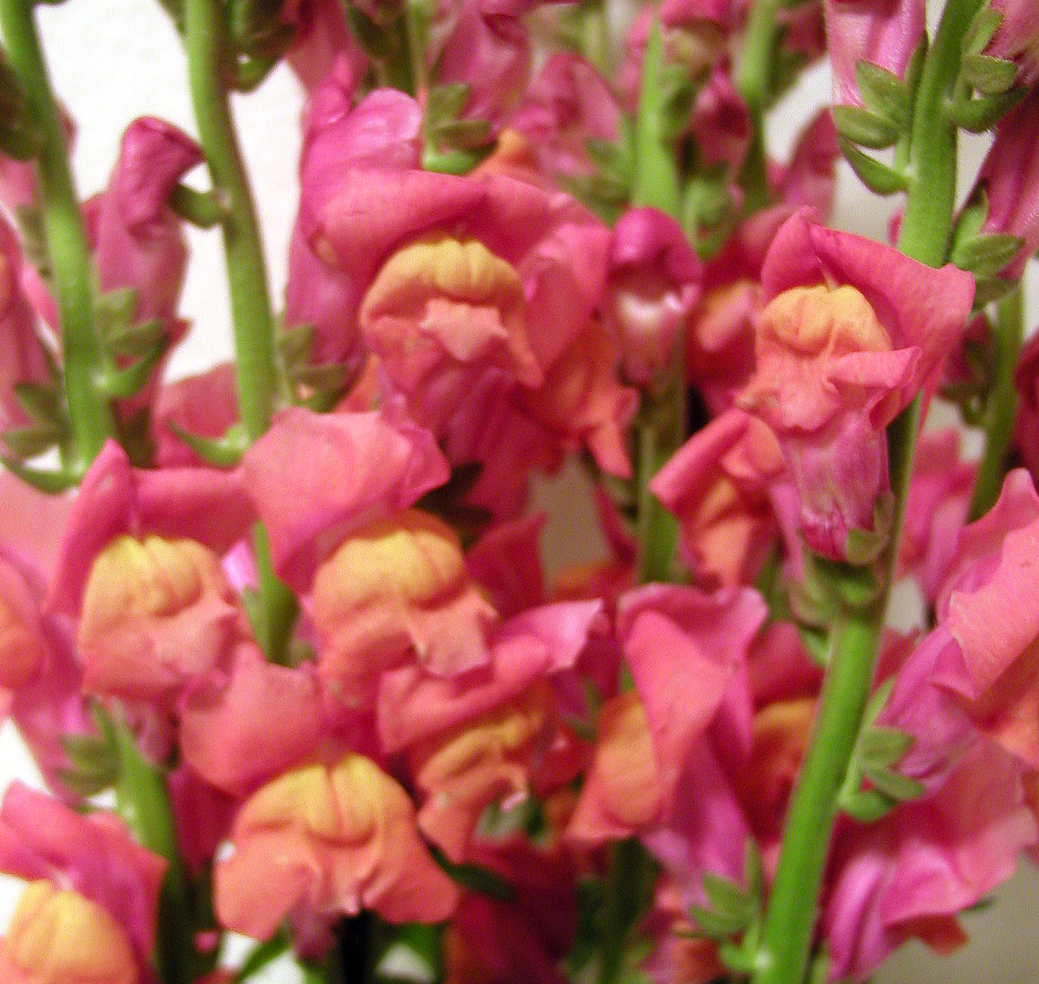 Snapdragon