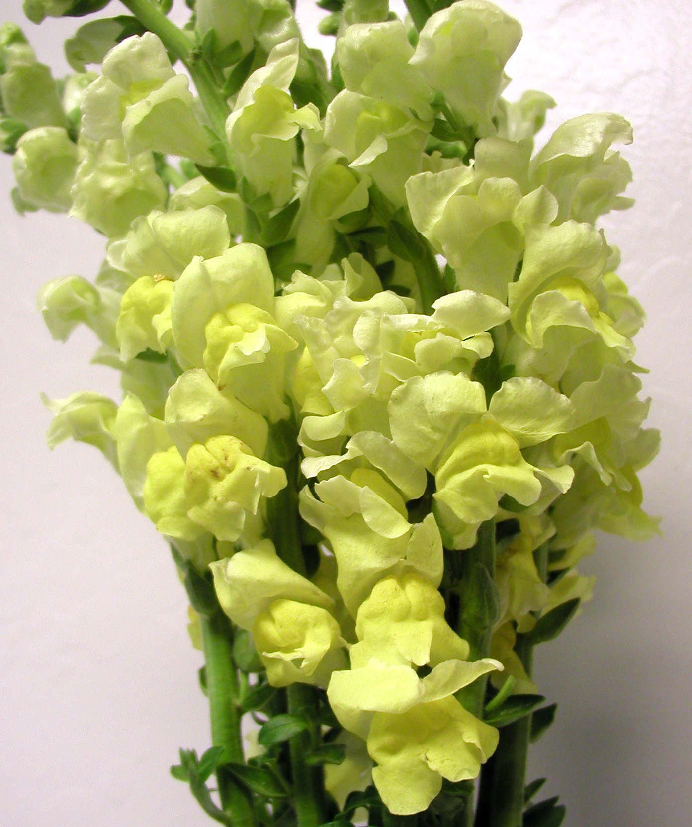 Snapdragon