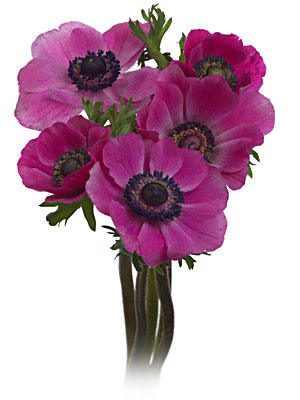 anemone