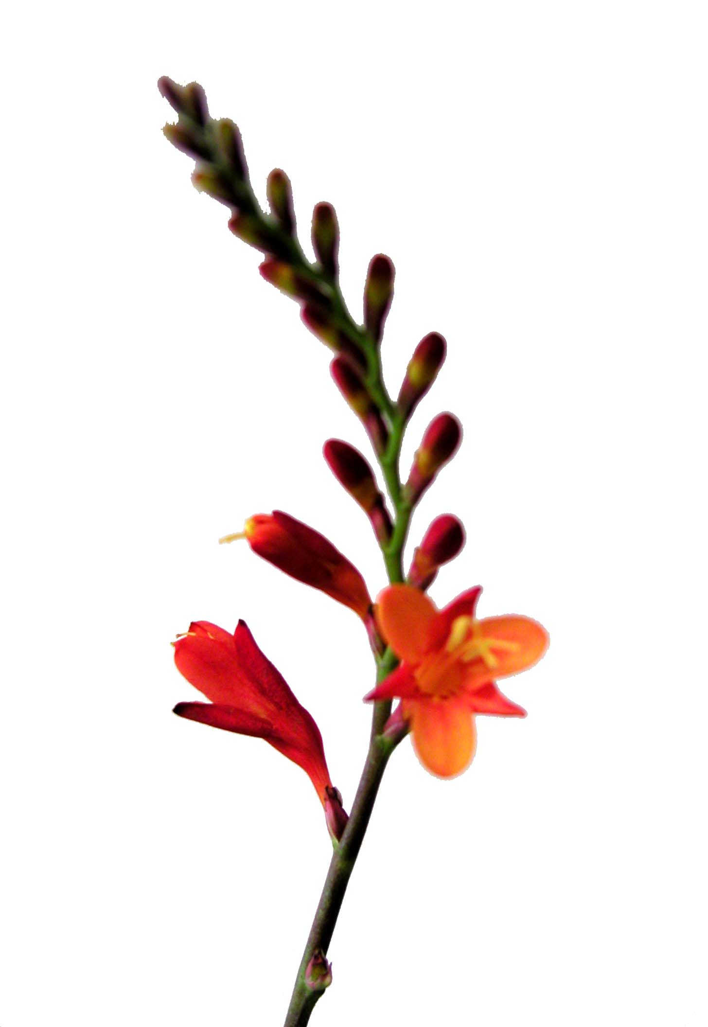 Montbretia flower