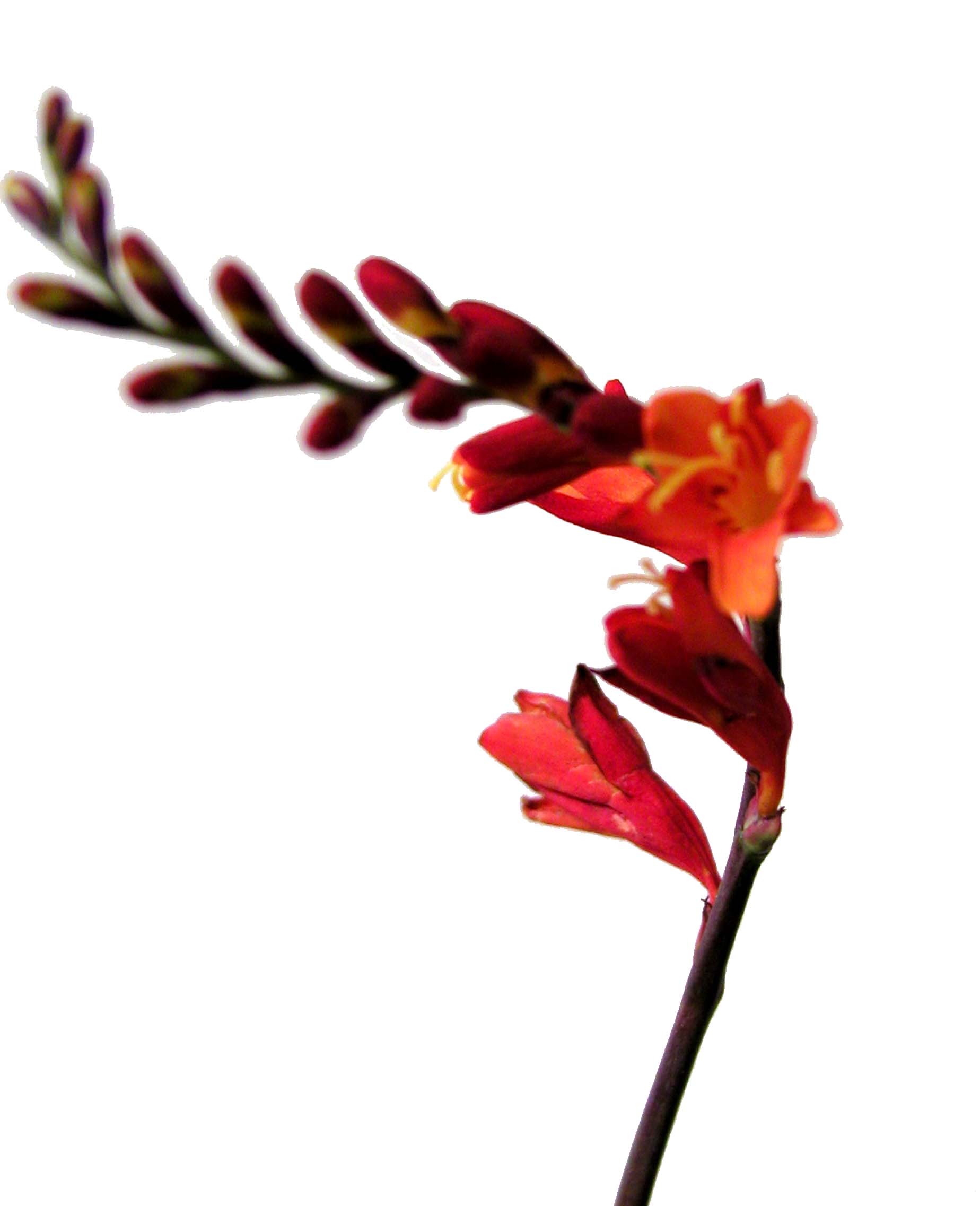 Montbretia flower