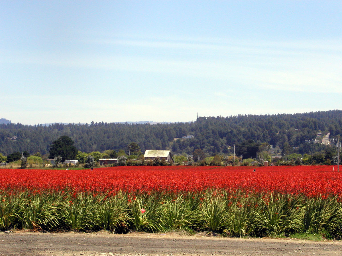 Montbretia field