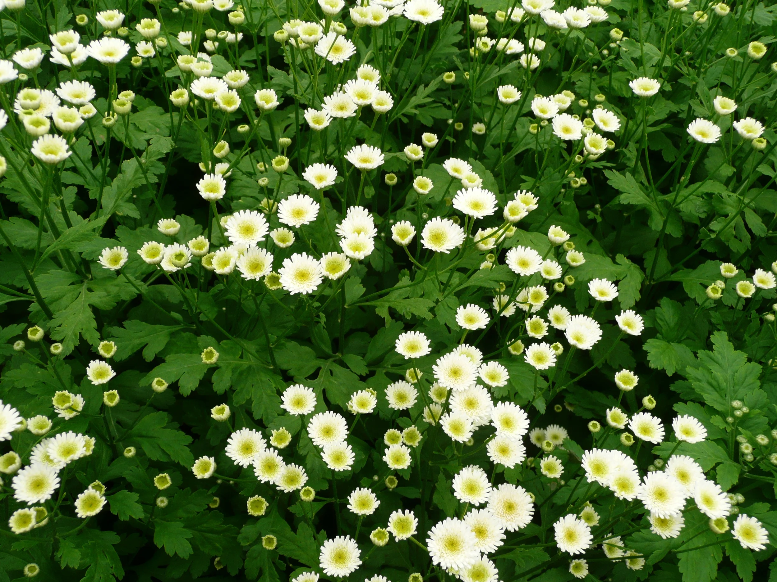 Матрикария пиретрум. Матрикария однолетник. Девичий пиретрум посадка и уход. Хризантема матрикария пиретрум. Пиретрум девичий алая звезда.