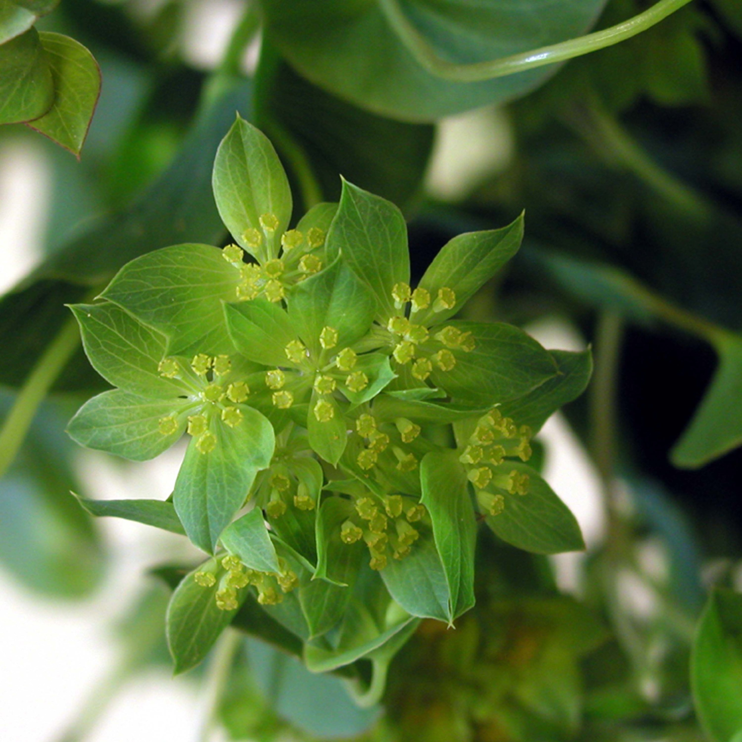 Closeup of Bupleurum flowers