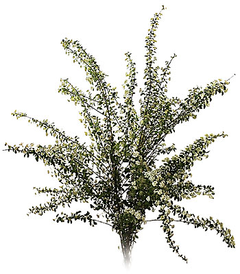 Spirea