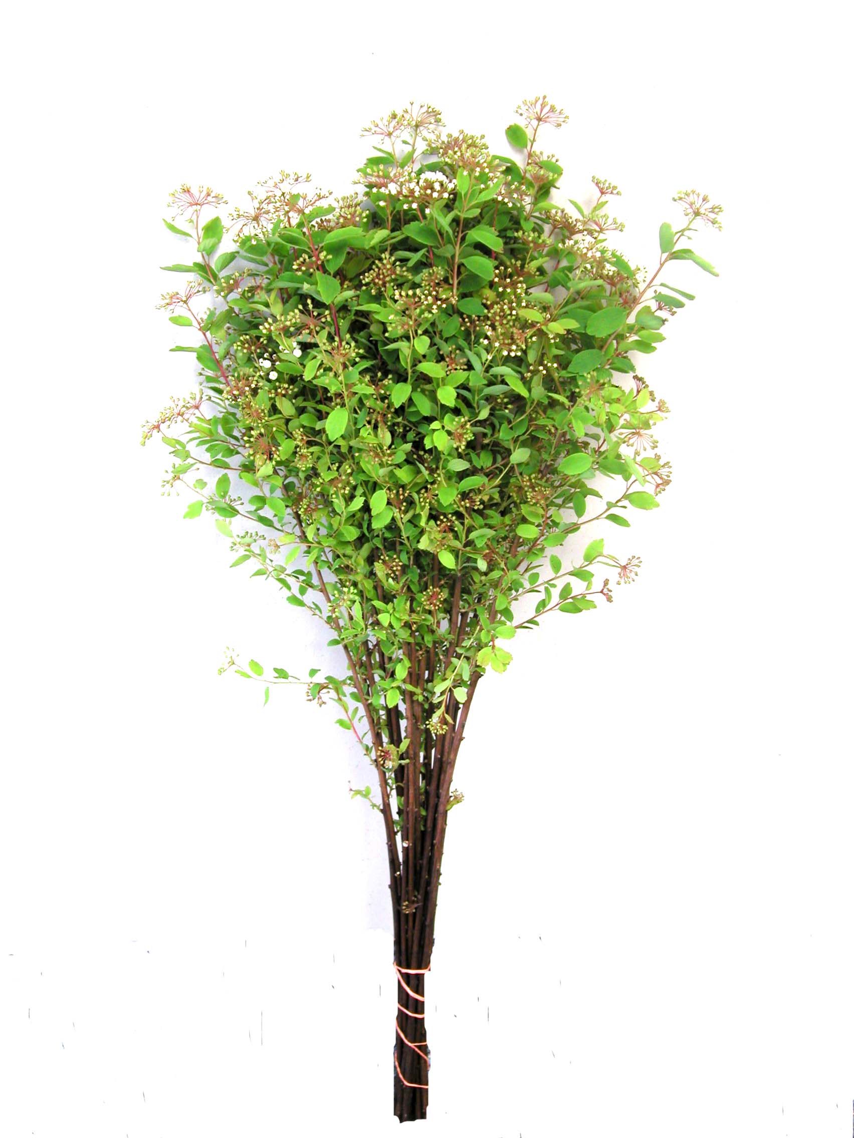 Spirea