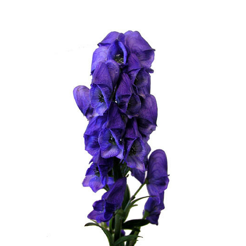 Monkshood