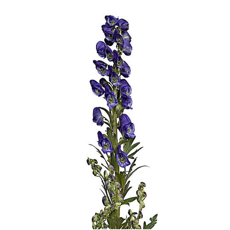 Monkshood stem