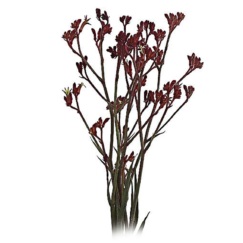 Dark Red Kangaroo Paw