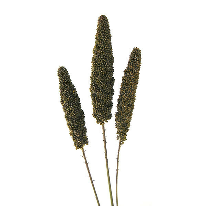 Bronze Millet