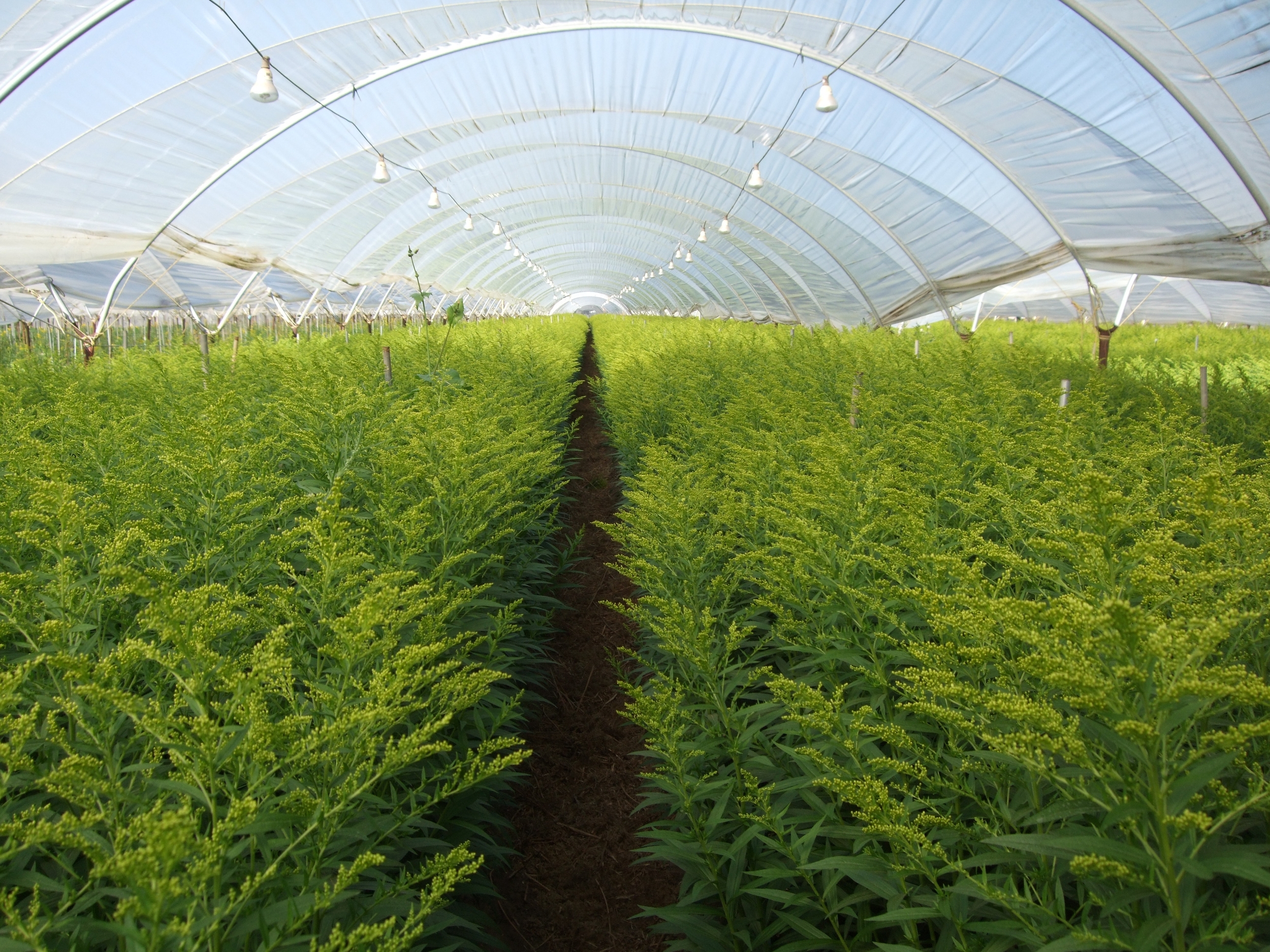 Solidago