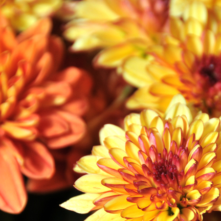 Chrysanthemum Flower