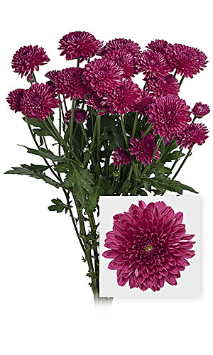 Chrysanthemum