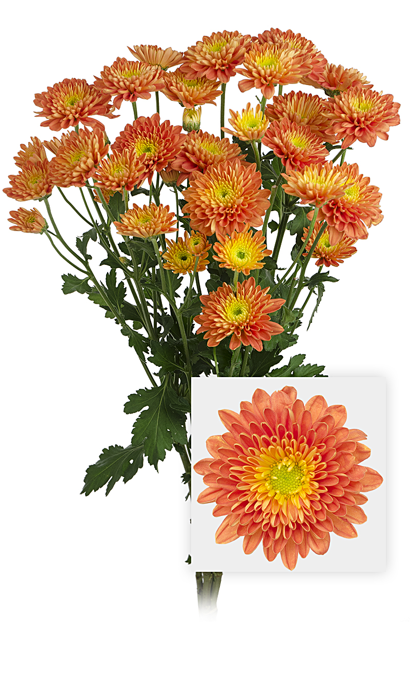 Pompon Chrysanthemum