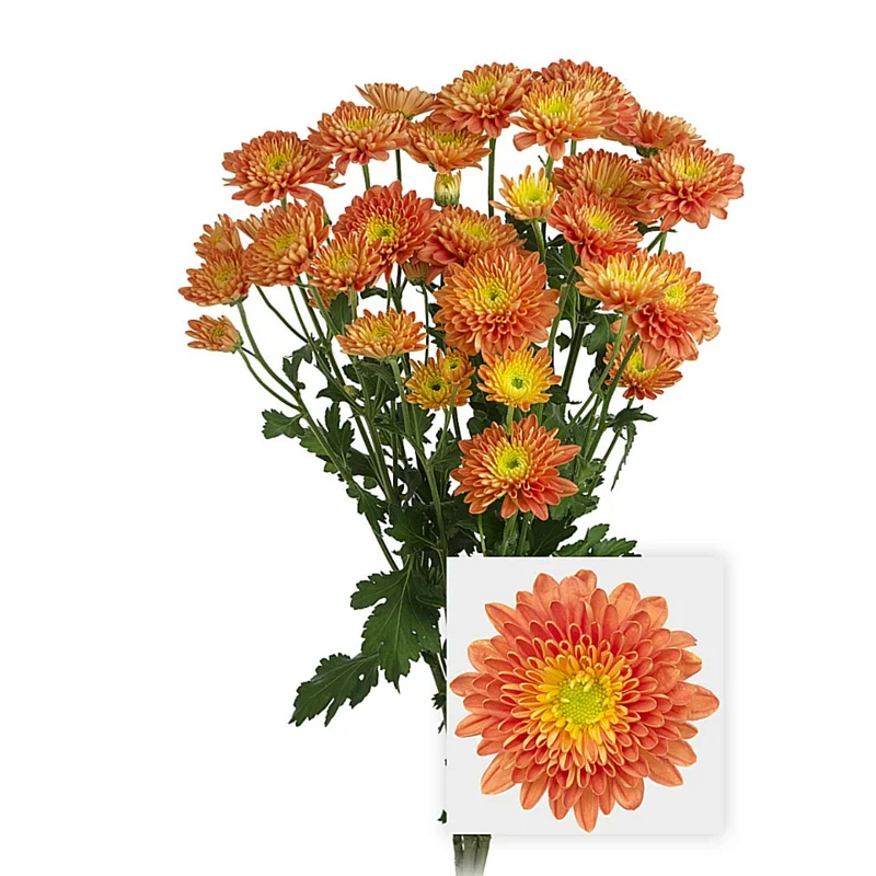 Chrysanthemum.jpg