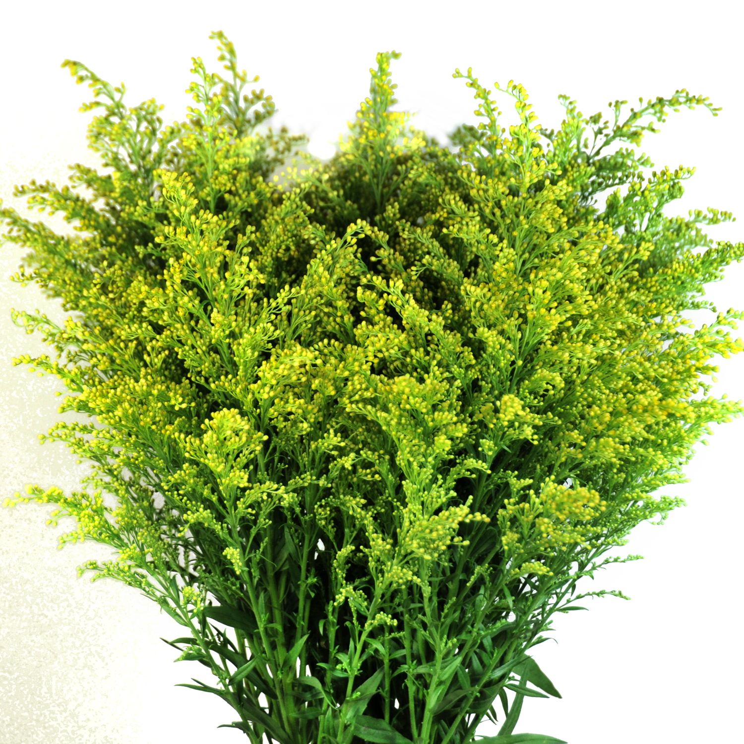 Solidago 