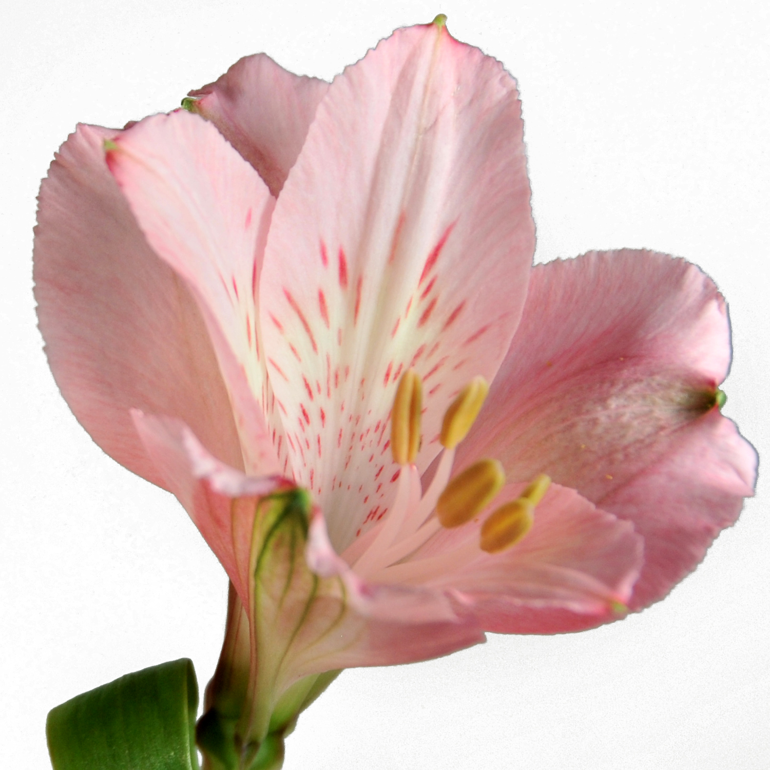 Alstroemeria