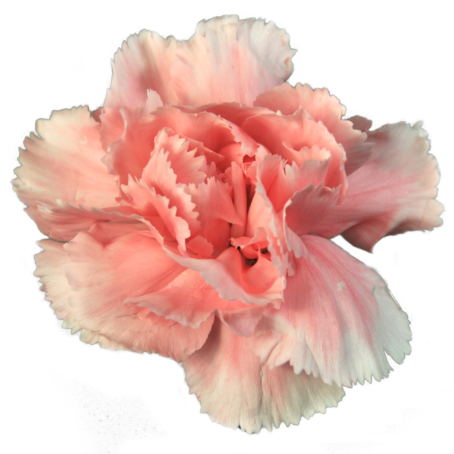 Carnation Flower