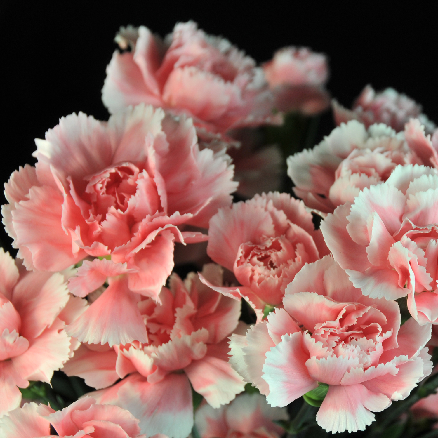 Carnation Flowers