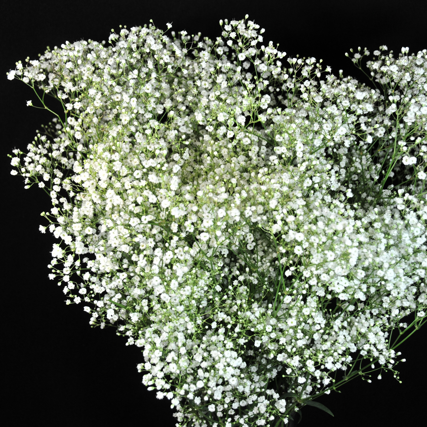 Gypsophila 