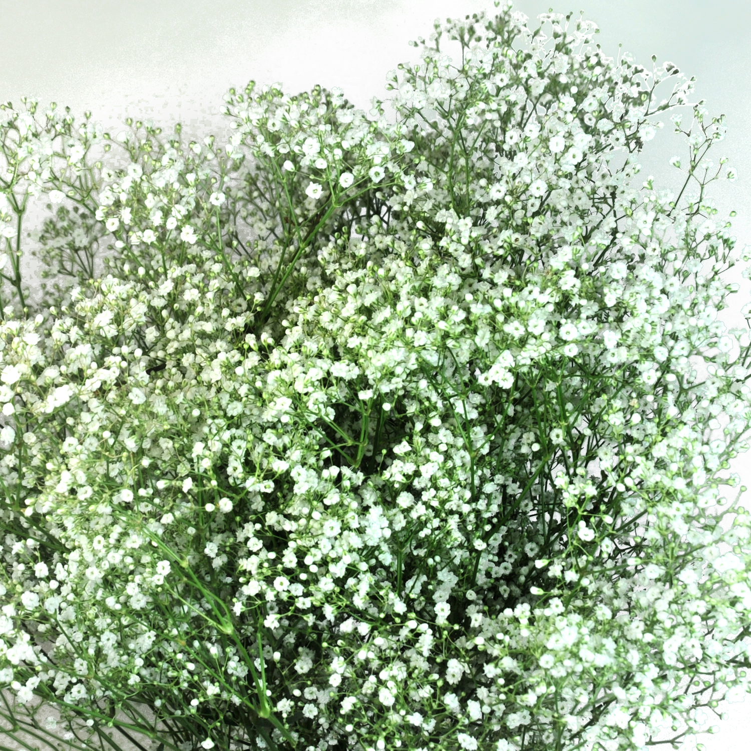 Gypsophila 