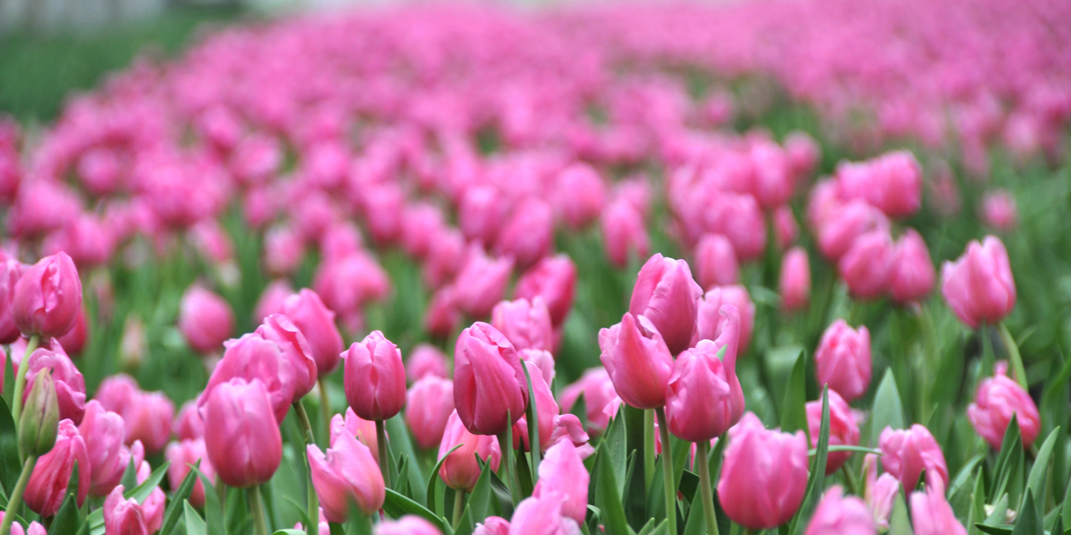 bloom expert tulips 01.jpg