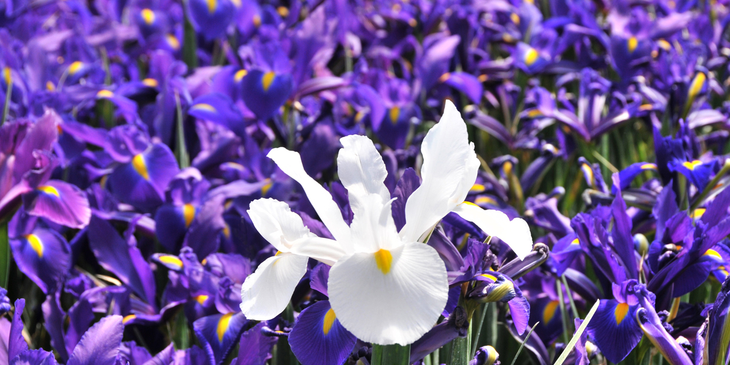 bloom expert iris 01.jpg