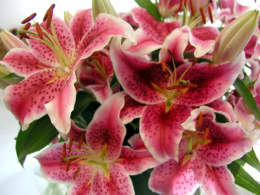 Aromatherapeutic Benefits of Oriental Lilies — Bloom Expert