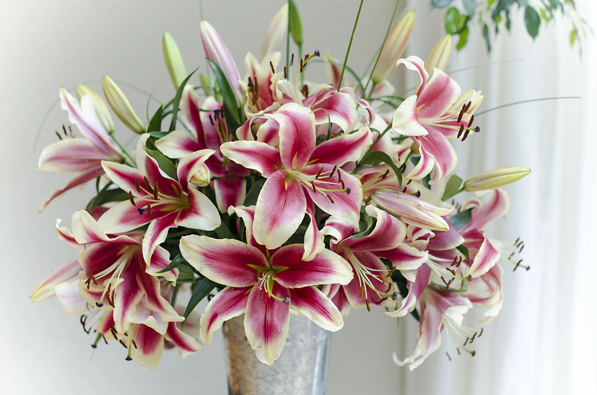 Aromatherapeutic Benefits of Oriental Lilies — Bloom Expert