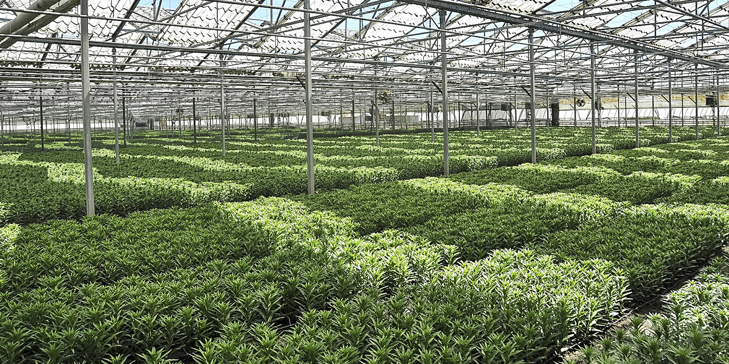 Flower Fields — Bloom Expert