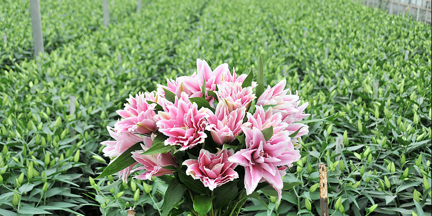 bloom expert rose lily field.jpg