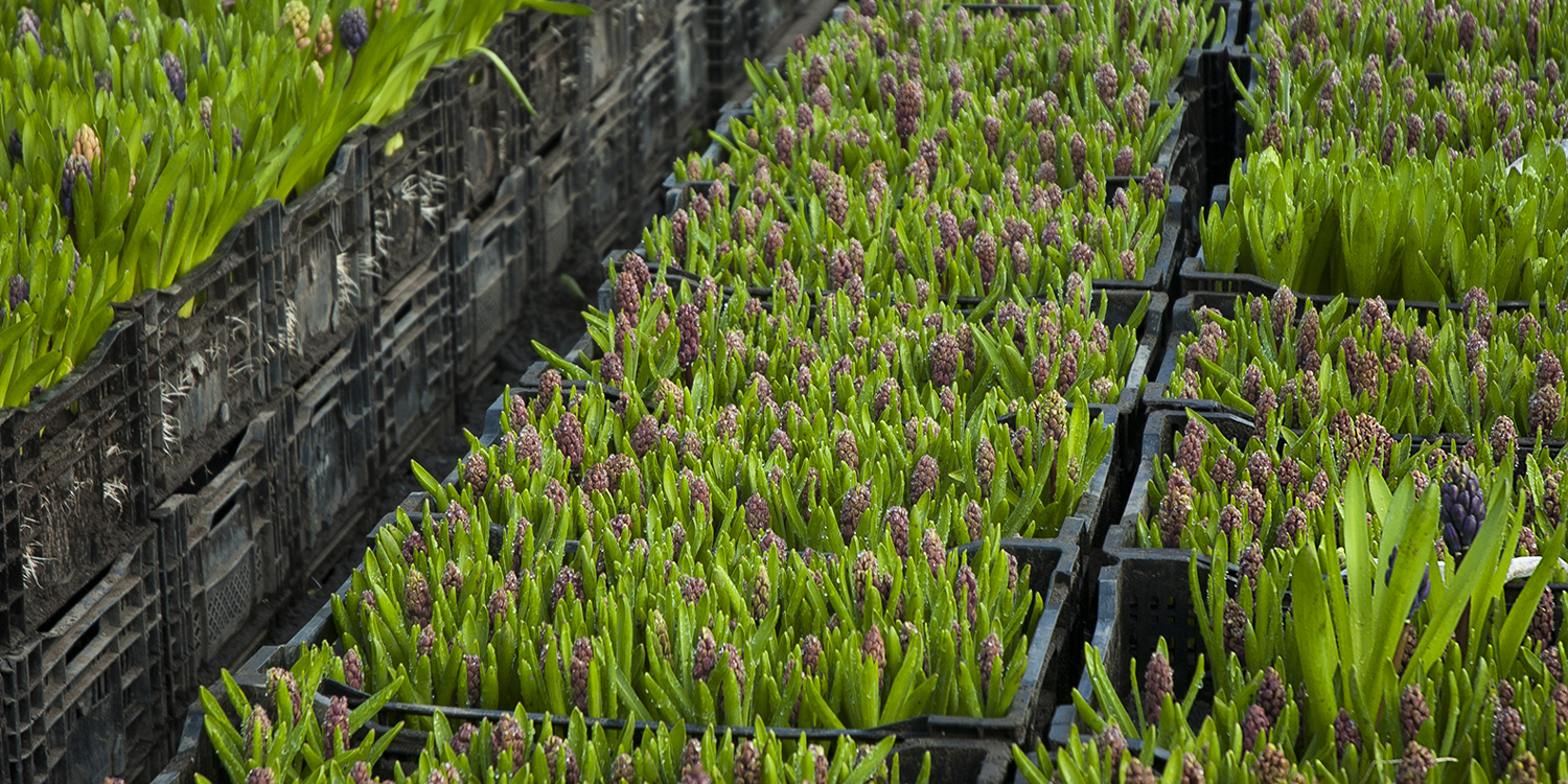 BloomExpert Hyacinth.jpg