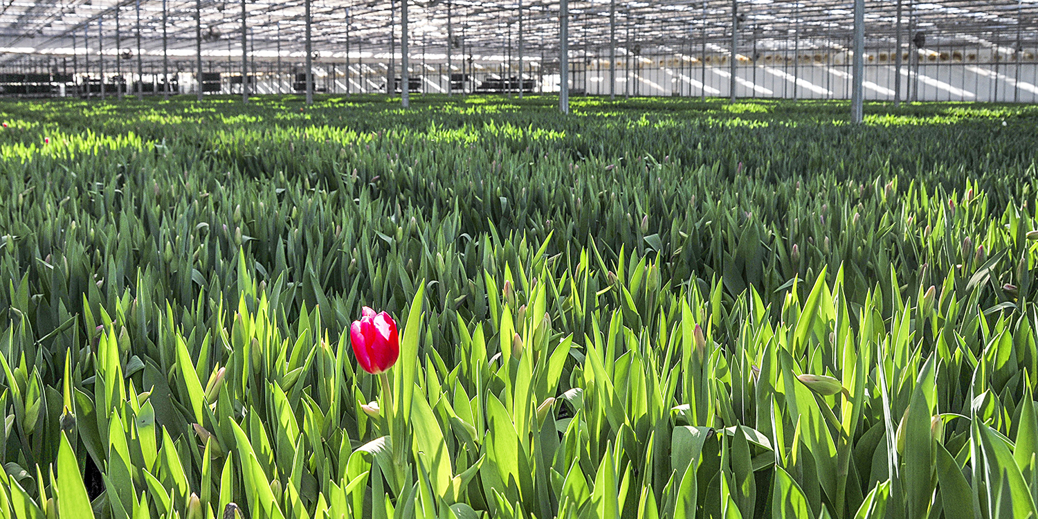 bloomexpert tulip field .jpg